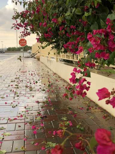 نور الشريف